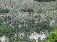 Juniperus-excelsa_Шизе_стация